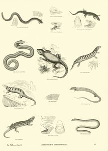 Pagina uit Het Picturale Museum van Geanimeerde Natuur door English School