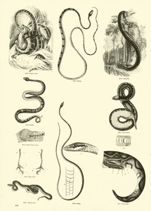 Pagina uit Het Picturale Museum van Geanimeerde Natuur
