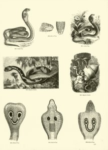 Pagina uit Het Picturale Museum van Geanimeerde Natuur door English School
