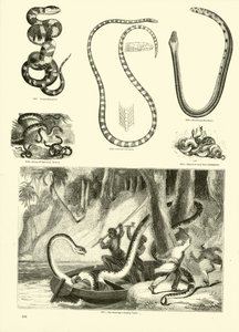 Pagina uit Het Picturale Museum van Geanimeerde Natuur