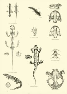 Pagina uit Het Picturale Museum van Geanimeerde Natuur door English School