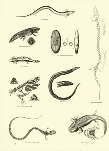 Pagina uit Het Picturale Museum van Geanimeerde Natuur