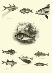 Pagina uit Het Picturale Museum van Geanimeerde Natuur door English School