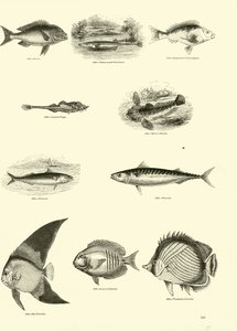 Pagina uit Het Picturale Museum van Geanimeerde Natuur door English School