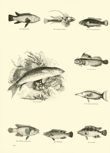 Pagina uit Het Picturale Museum van Geanimeerde Natuur