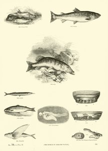 Pagina uit Het Picturale Museum van Geanimeerde Natuur