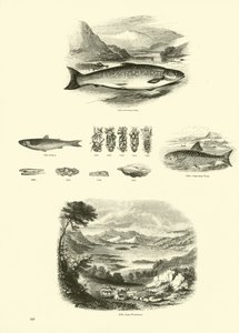 Pagina uit Het Picturale Museum van Geanimeerde Natuur