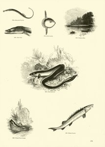 Pagina uit Het Picturale Museum van Geanimeerde Natuur
