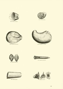 Pagina uit Het Picturale Museum van Geanimeerde Natuur door English School