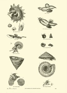 Pagina uit Het Picturale Museum van Geanimeerde Natuur