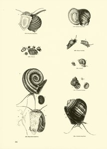 Pagina uit Het Picturale Museum van Geanimeerde Natuur