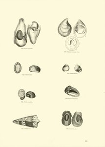 Pagina uit Het Picturale Museum van Geanimeerde Natuur door English School