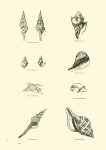 Pagina uit Het Picturale Museum van Geanimeerde Natuur