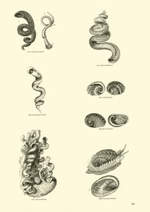 Pagina uit Het Picturale Museum van Geanimeerde Natuur door English School