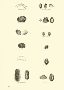 Pagina uit Het Picturale Museum van Geanimeerde Natuur