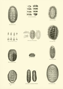 Pagina uit Het Picturale Museum van Geanimeerde Natuur