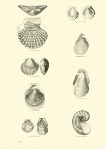 Pagina uit Het Picturale Museum van Geanimeerde Natuur