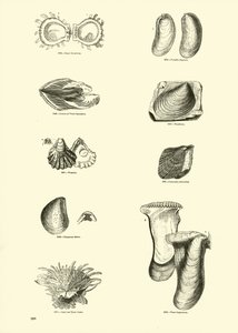Pagina uit Het Picturale Museum van Geanimeerde Natuur