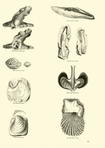 Pagina uit Het Picturale Museum van Geanimeerde Natuur door English School