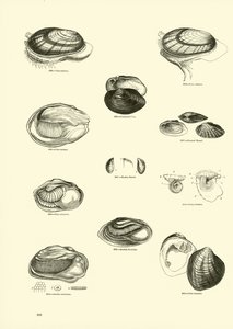 Pagina uit Het Picturale Museum van Geanimeerde Natuur