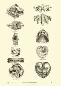 Pagina uit Het Picturale Museum van Geanimeerde Natuur