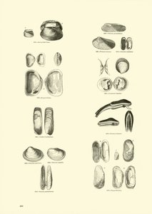 Pagina uit Het Picturale Museum van Geanimeerde Natuur