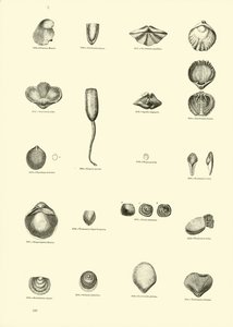 Pagina uit Het Picturale Museum van Geanimeerde Natuur