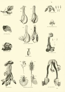 Pagina uit Het Picturale Museum van Geanimeerde Natuur