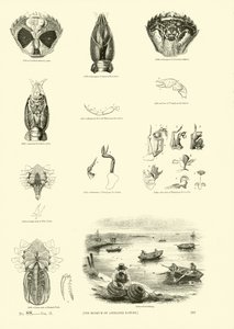 Pagina uit Het Picturale Museum van Geanimeerde Natuur
