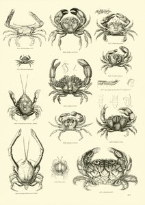 Pagina uit Het Picturale Museum van Geanimeerde Natuur