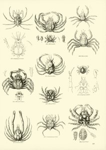 Pagina uit Het Picturale Museum van Geanimeerde Natuur
