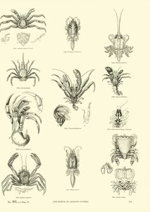 Pagina uit Het Picturale Museum van Geanimeerde Natuur