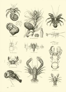 Pagina uit Het Picturale Museum van Geanimeerde Natuur door English School