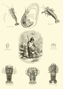 Pagina uit Het Picturale Museum van Geanimeerde Natuur