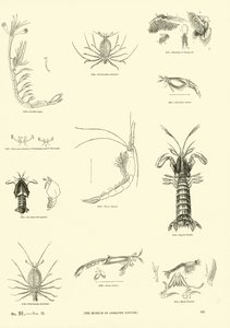 Pagina uit Het Picturale Museum van Geanimeerde Natuur
