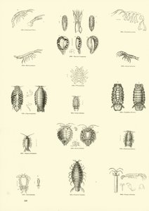 Pagina uit Het Picturale Museum van Geanimeerde Natuur