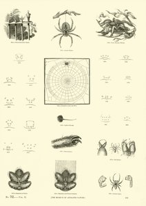 Pagina uit Het Picturale Museum van Geanimeerde Natuur door English School