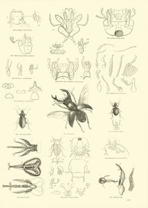 Pagina uit Het Picturale Museum van Geanimeerde Natuur door English School