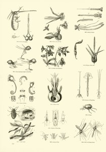Pagina uit Het Picturale Museum van Geanimeerde Natuur