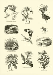 Pagina uit Het Picturale Museum van Geanimeerde Natuur