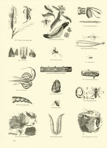 Pagina uit Het Picturale Museum van Geanimeerde Natuur