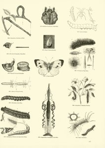 Pagina uit Het Picturale Museum van Geanimeerde Natuur