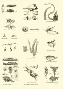Pagina uit Het Picturale Museum van Geanimeerde Natuur