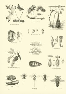 Pagina uit Het Picturale Museum van Geanimeerde Natuur