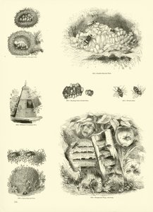 Pagina uit Het Picturale Museum van Geanimeerde Natuur