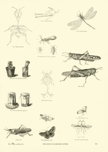 Pagina uit Het Picturale Museum van Geanimeerde Natuur door English School