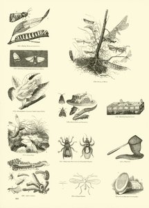 Pagina uit Het Picturale Museum van Geanimeerde Natuur