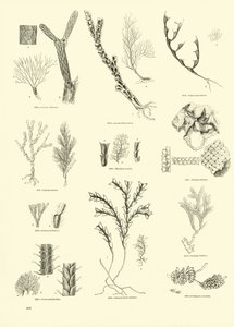 Pagina uit Het Picturale Museum van Geanimeerde Natuur