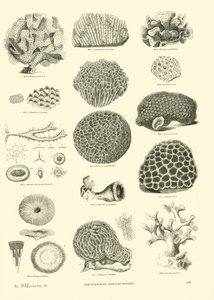 Pagina uit Het Picturale Museum van Geanimeerde Natuur door English School