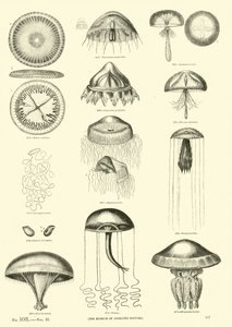 Pagina uit Het Picturale Museum van Geanimeerde Natuur